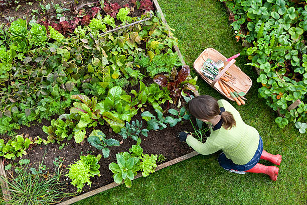 Istockphoto 157505043 612x612