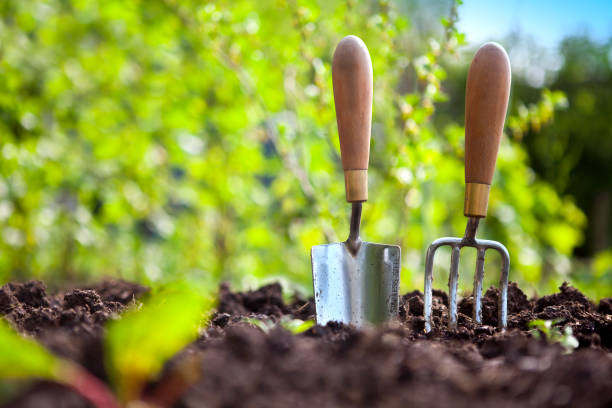 Istockphoto 165904523 612x612