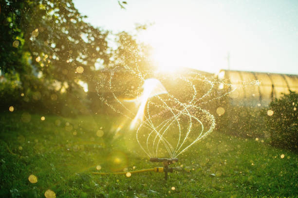 Sprinkler at back yard in summer sunset